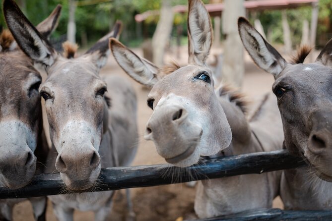Horseback Riding and Cenote Swim from Cancun or Playa del Carmen - Transport from Cancun or Playa del Carmen