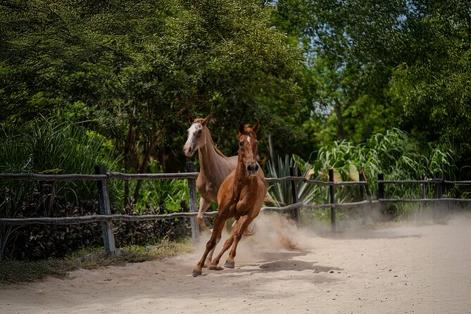 Horseback Riding and Cenote Swim from Cancun or Playa del Carmen - Is the $120 price fair?