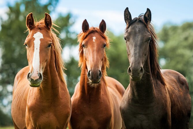Horseback Riding and Wine Tasting Tour - Lunch at a Santa Ynez Valley restaurant