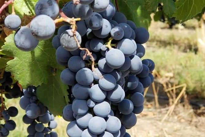 Horseback Riding and Wine Tours - What the wine stops add to the ride