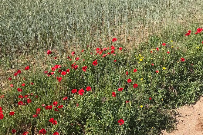 Horseback riding around Doñana National Park - What the two or three hours really include