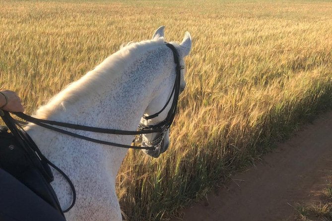 Horseback riding around Doñana National Park - The quiet pleasure of caring for the horse
