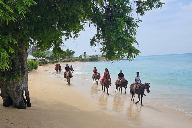 Horseback Riding at Hawksbill Beach in Five islands Antigua - From Five Islands to the saddle