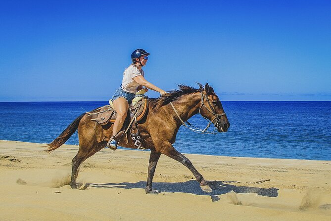Horseback Riding Beach and Desert in Cabo - Choosing the right horse and riding level