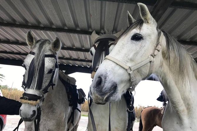 Horseback Riding by the beach or mountain in Tarifa, Spain - 1 to 2 hrs - Weather, cancellation, and what to bring