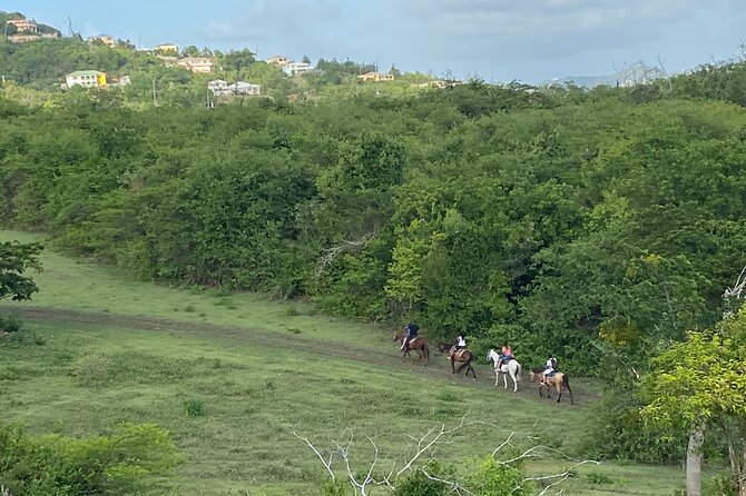 Horseback Riding Experience - Calm horses and a gentle start for beginners