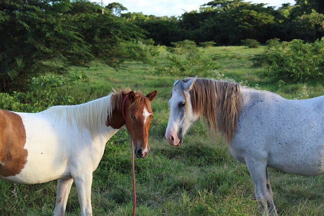 Horseback Riding Experience - An old sugar mill and traces of the past
