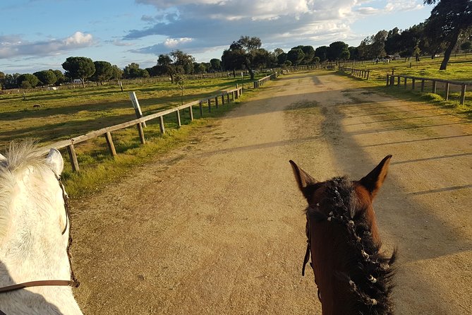 Horseback Riding Experience in Aljarafe, Doñana park from Seville - Meeting an Andalusian horse