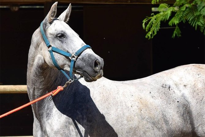Horseback Riding Experience in Aljarafe, Doñana park from Seville - The ride through rural Andalusia