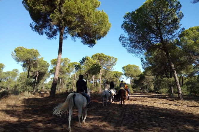 Horseback Riding Experience in Aljarafe, Doñana park from Seville - Who will enjoy this ride most?