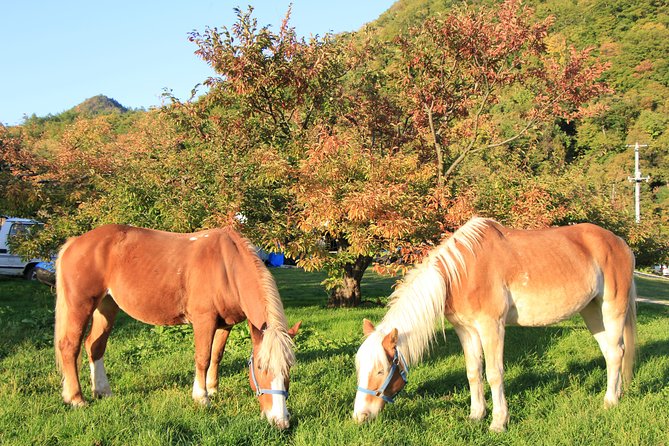 Horseback-Riding in a Country Side in Sapporo - Private Transfer is Included - Orchards, forest, and the eight-peaked mountain