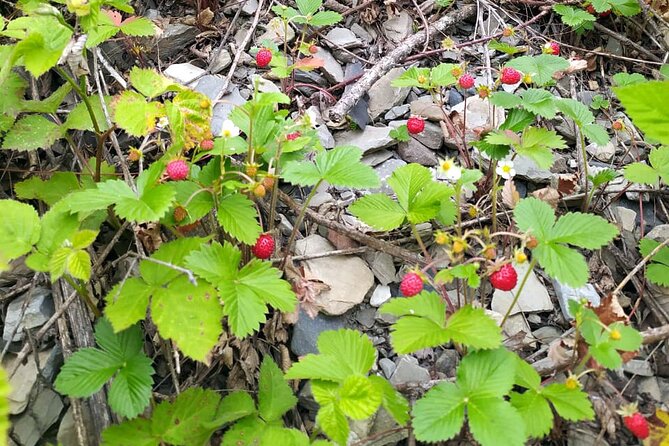 Horseback Riding in Azerbaijan - What the $229 price covers
