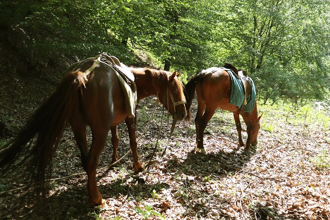 Horseback Riding in Azerbaijan - Riding three kilometers into the forest