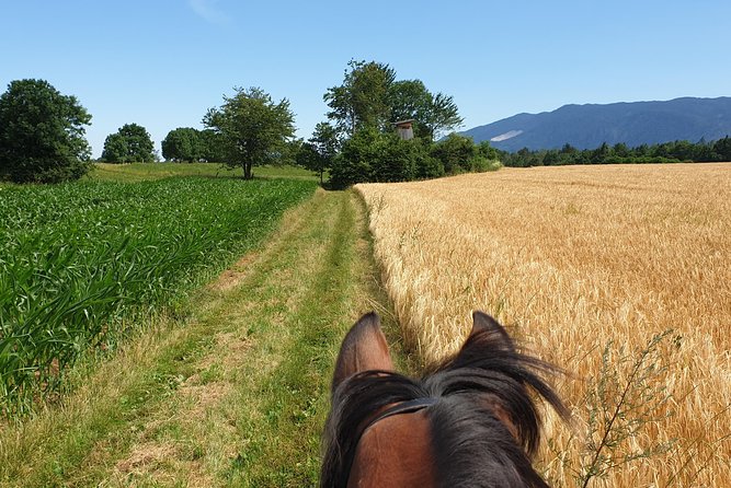 Horseback Riding In Bled - How beginner-friendly is it?
