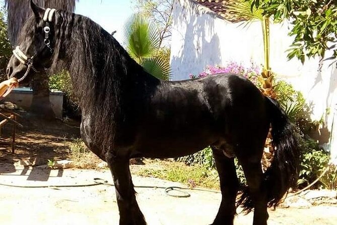 Horseback Riding in Cartagena (Spain) - Riding into Calblanque Regional Park