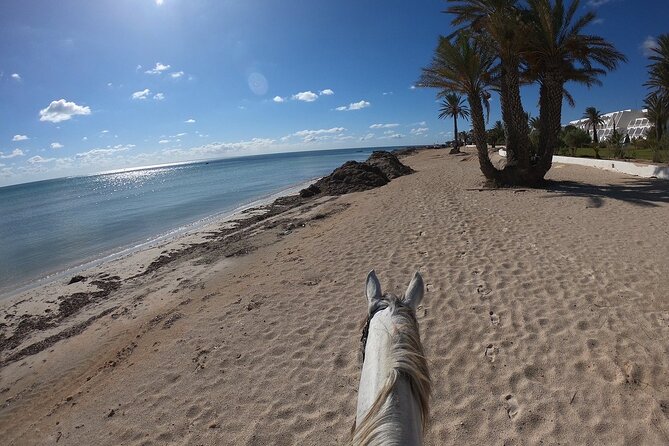 Horseback Riding in Djerba Lagoon - Who will enjoy this Djerba ride most