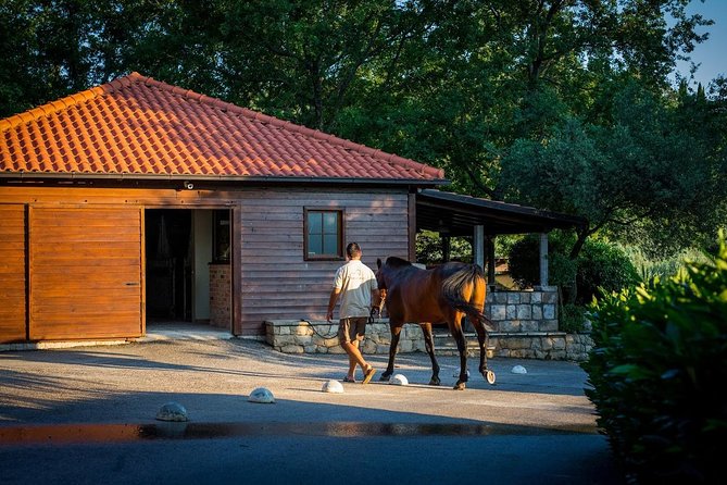 Horseback Riding in Konavle Region with Transport from Dubrovnik - Weather, cancellation, and useful planning details