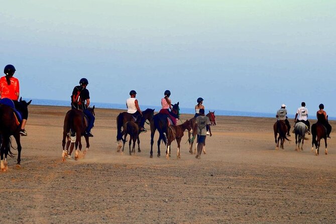Horseback riding in Marsa Alam and Port Ghalib - Starting at the stable with Arabian horses and camels