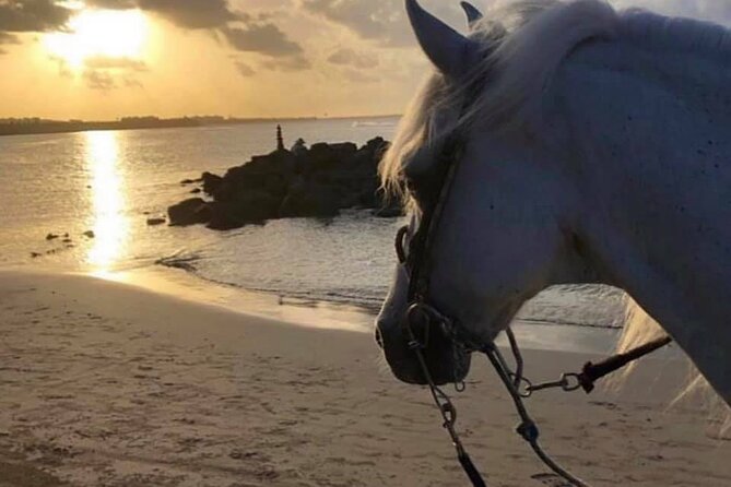 Horseback Riding in Sayulita Through Jungle Trails to the Beach - Practical details before you ride
