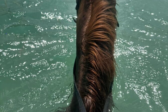 Horseback Riding In The Ocean from Montego Bay Private Transfer - Is Horseback Riding in the Ocean Worth $110?