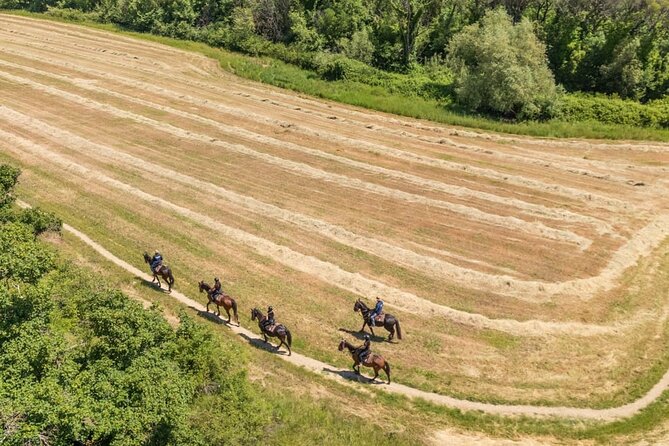 Horseback Riding in the Vineyards - The first 25 minutes: meeting your horse and learning the basics