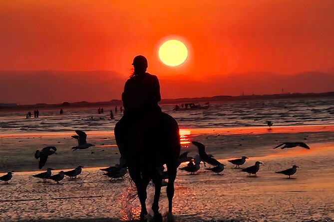 Horseback Riding Muscat Beach - Horse care and the pace of the outing