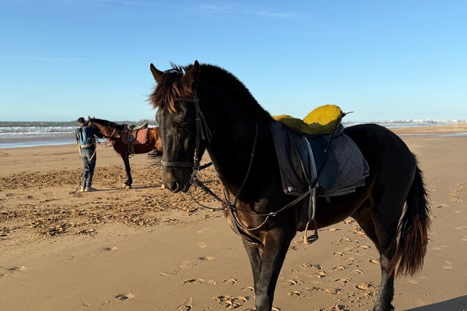 Horseback Riding On The Beach Of Essaouira - Argan trees and dunes before the beach