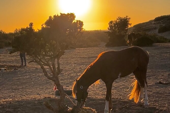 Horseback Riding On The Beach Of Essaouira - Who should book this ride?