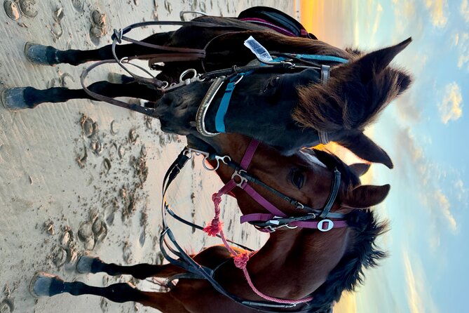 Horseback Riding On The Beach Of Essaouira - Booking details worth checking first