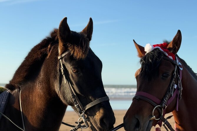 Horseback Riding On The Beach Of Essaouira - Horses, instruction, and rider comfort