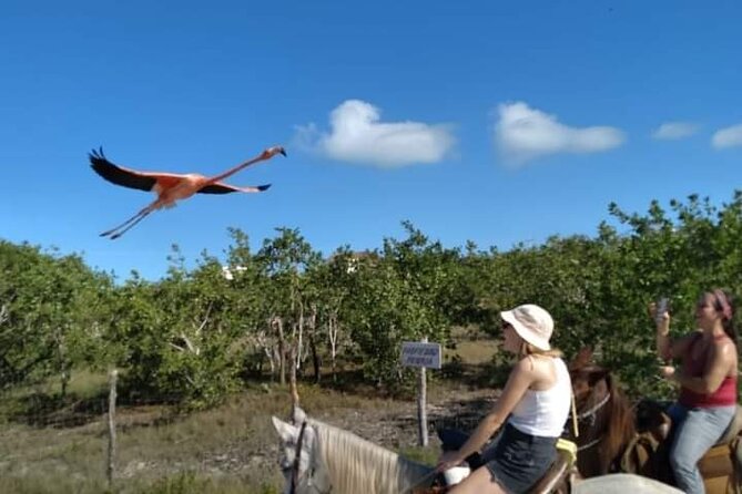 Horseback Riding on the Beaches of Holbox - Is $80.60 a fair price?