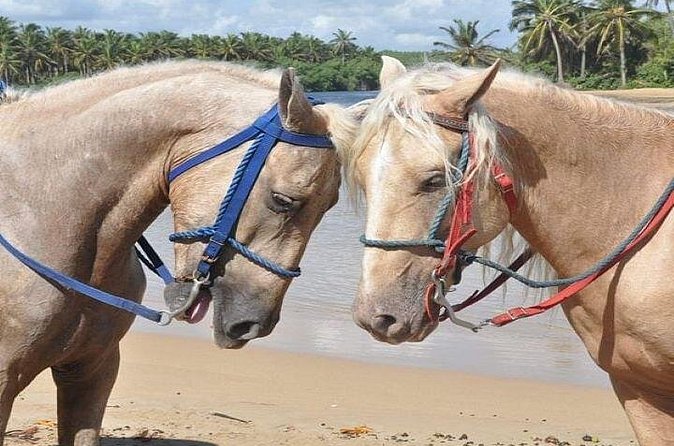 Horseback Riding to Maimon River from Punta Cana - What the $45 Price Really Covers