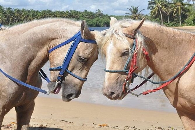 Horseback Riding to Maimon River from Punta Cana - Who Will Enjoy This Ride Most
