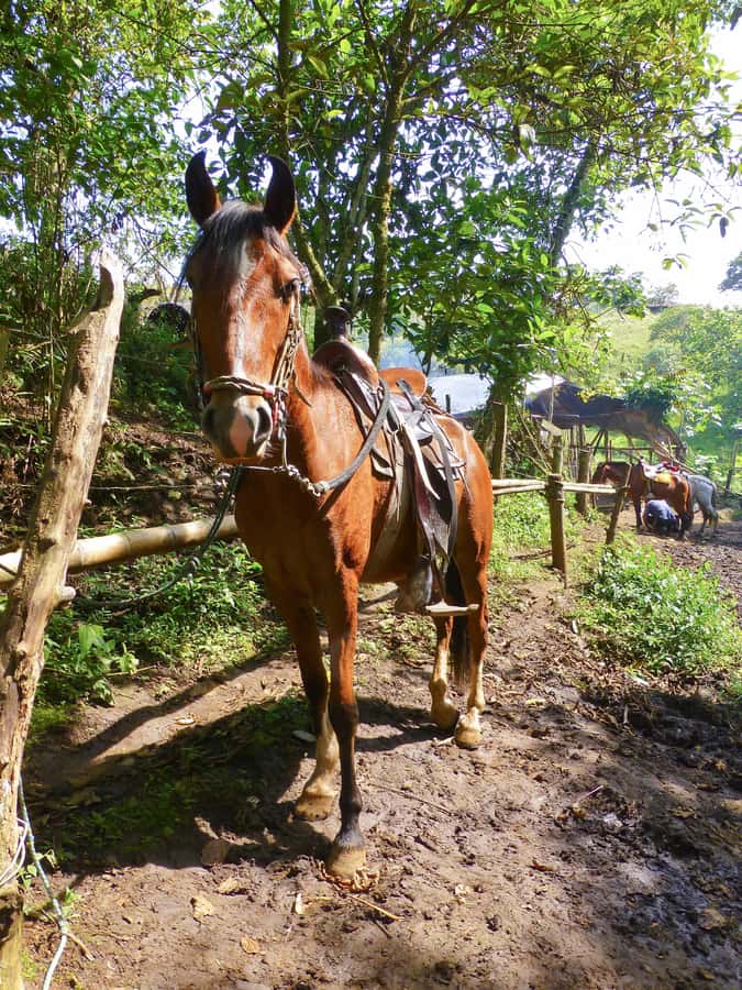 Horseback Riding Tour and visit to Tablón, Chaquira, Pelota - Is $90 a fair price?