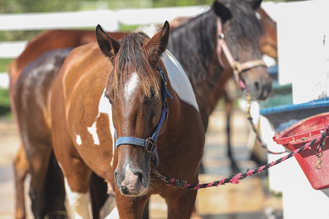 Horseback Riding Tour at Private Ranch - What makes the Paso Fino horses special
