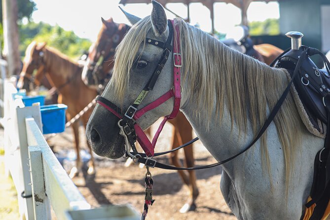 Horseback Riding Tour at Private Ranch - Is $113 a fair price?