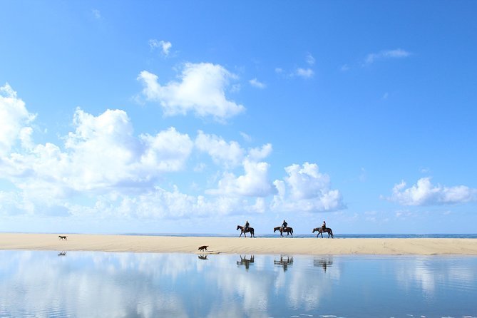 Horseback Riding Tour in Cabo San Lucas - The desert trail and its giant cacti