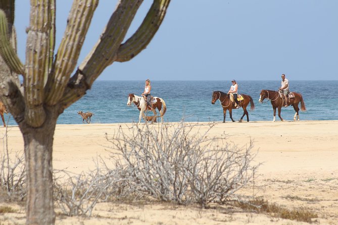 Horseback Riding Tour in Cabo San Lucas - Choosing a horse and getting ready