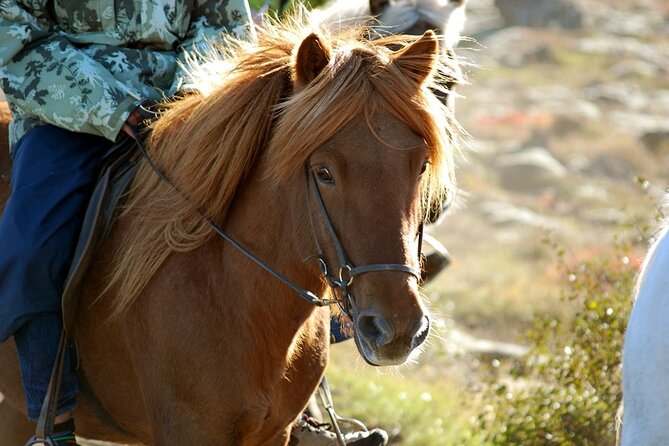 Horseback Riding Tour in Iceland - What happens during the 50-minute ride