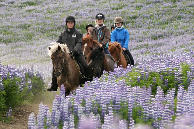 Horseback Riding Tour in Iceland - Why the beginner focus matters