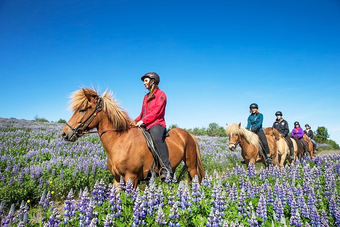 Horseback Riding Tour in Iceland - Is $135.16 good value for 50 minutes?