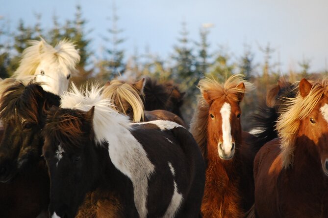 Horseback Riding Tour in Iceland - Booking and timing tips