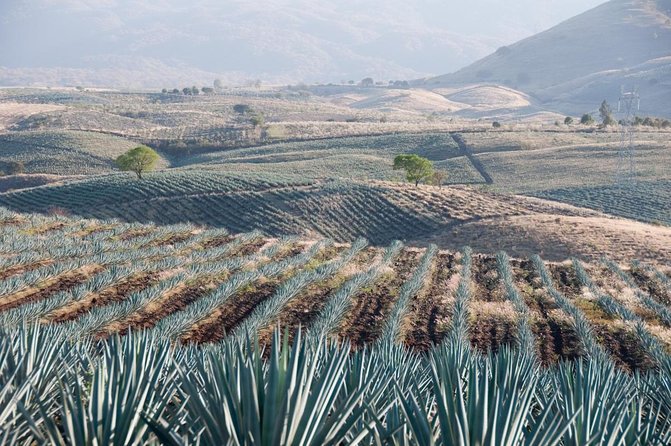 Horseback Riding Tour in The Agave Field with Lunch - Key points to know before booking