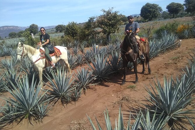 Horseback Riding Tour in The Agave Field with Lunch - Group size, guide style, and the day’s rhythm