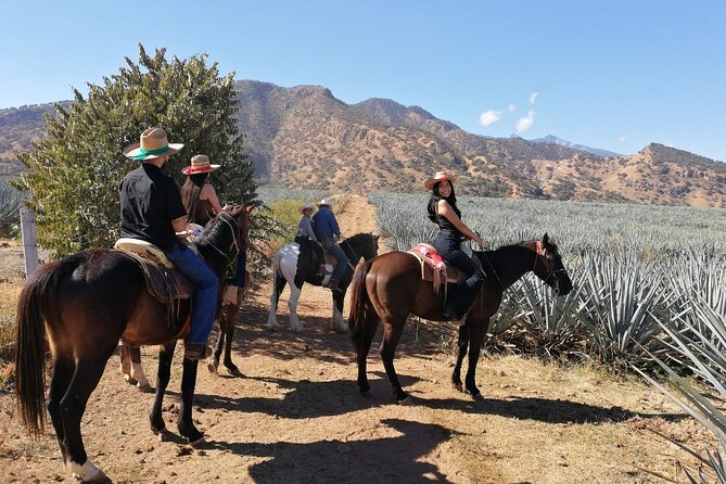 Horseback Riding Tour in The Agave Field with Lunch - What the tour includes, and what it leaves out