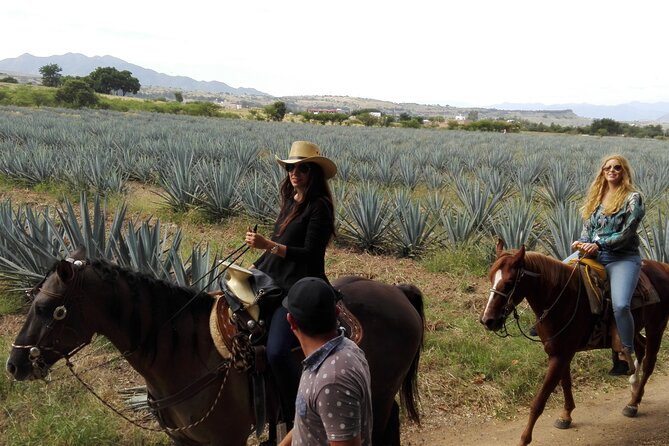 Horseback Riding Tour in The Agave Field with Lunch - Who should book this half-day outing
