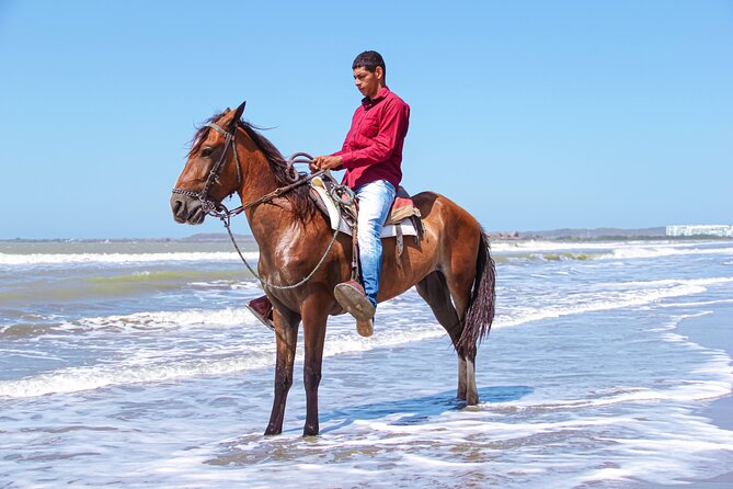 Horseback Riding Tour through the Beaches of Cartagena de Indias - Meeting the horses and getting your first lesson