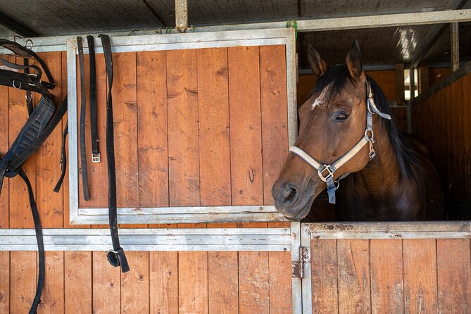 Horseback Riding Tour with Tuscan Picnic in Val d'Orcia and Valdichiana - Why the private format matters