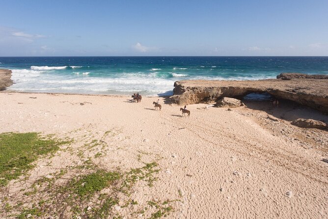 Horseback Riding Wariruri Beach Tour in Aruba - Key points to know before you book