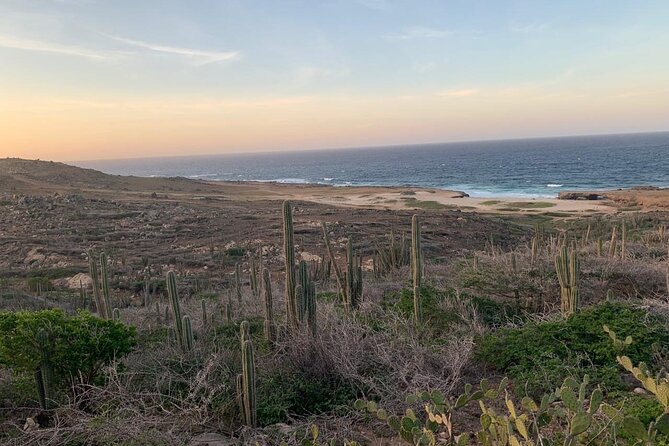 Horseback Riding Wariruri Beach Tour in Aruba - Matching the ride to your comfort level
